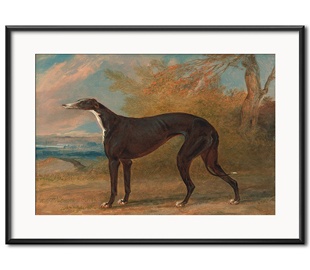 Сабакі і кошкі