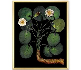 Трапічныя лісце