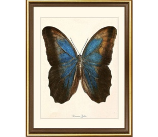 Матылькі і казуркі