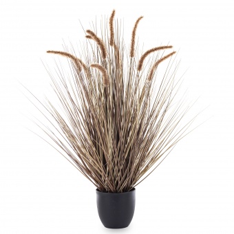 Roślina Dekoracyjna