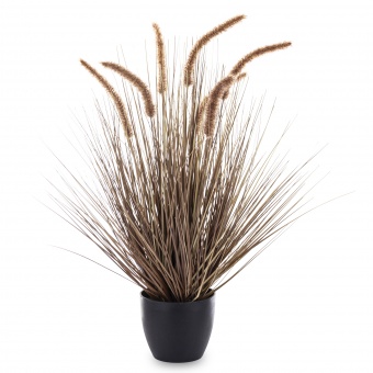 Roślina Dekoracyjna