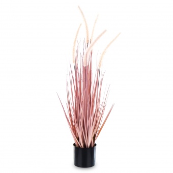 Roślina Dekoracyjna