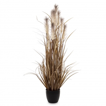 Roślina Dekoracyjna