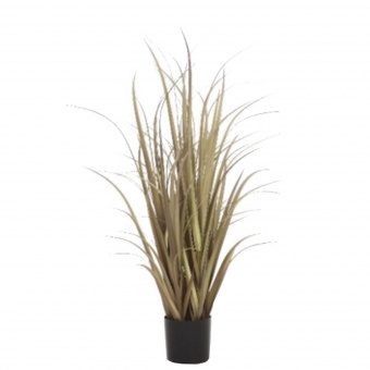 Roślina Dekoracyjna