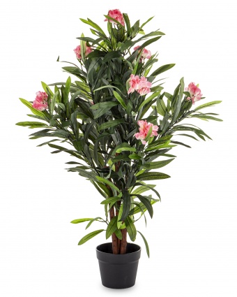Roślina Dekoracyjna Oleander
