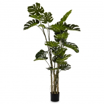 Roślina Dekoracyjna Monstera
