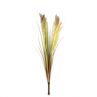 Roślina Dekoracyjna